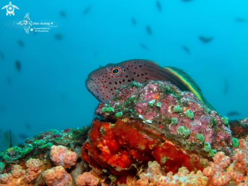 A Paracirrhites forsteri (Schneider, 1801) | Forster's Hawkfish