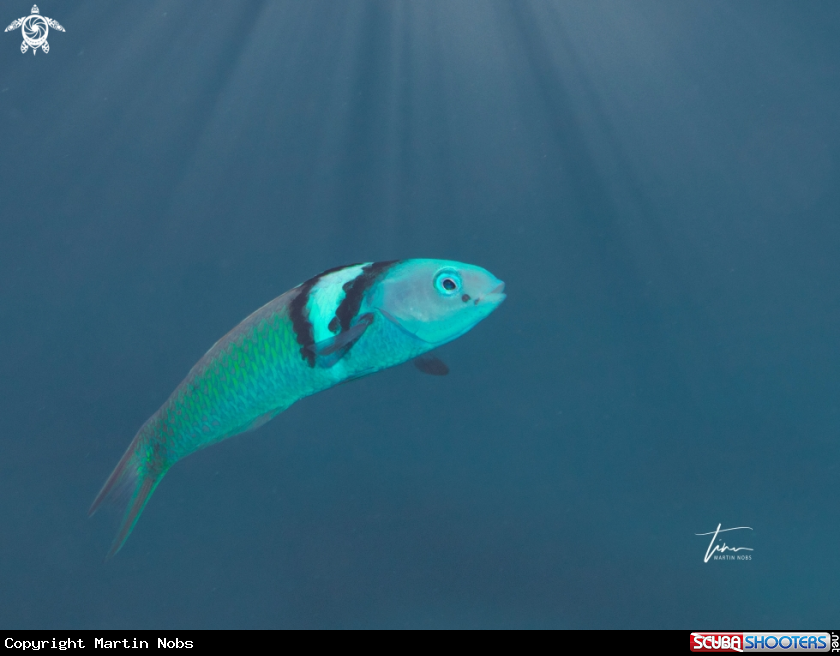 A Blueheaded Wrasse