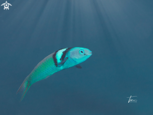 A Thalassoma bifasciatum | Blueheaded Wrasse