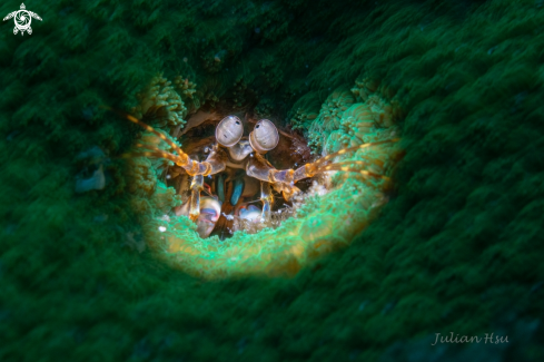 A Mantis shrimp