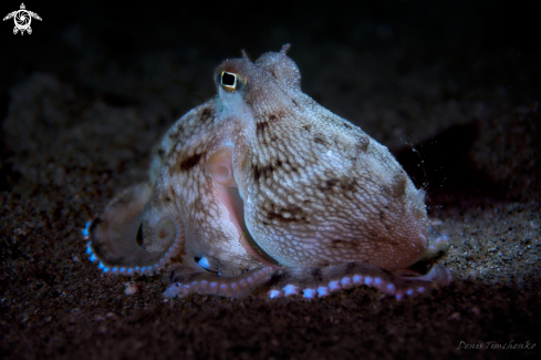 A Amphioctopus marginatus | OCTOPUS