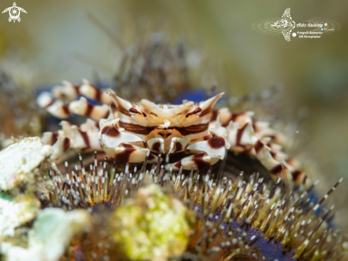 A Zebrida adamsii (White, 1847) | Zebra Crab 