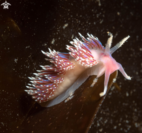 A Facelina auriculata  | Praktnuding 