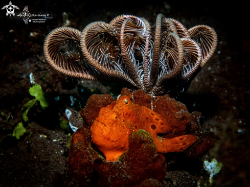 A Antennarius pictus Shaw, 1794 | Painted Frogfish