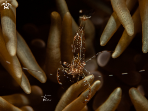 A Sun anemone shrimp