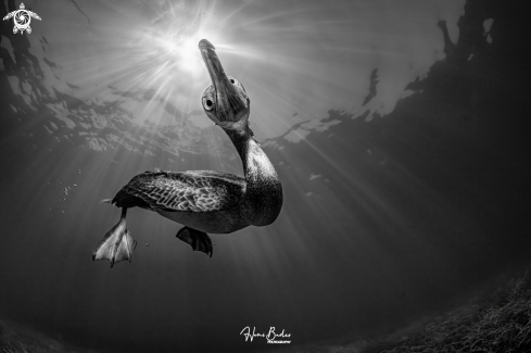 A Socotra cormorant Birds