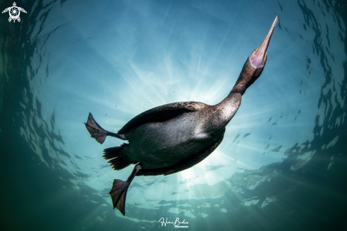 A Socotra cormorant Birds