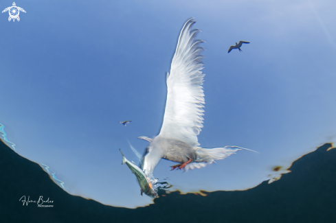 A White-cheeked tern