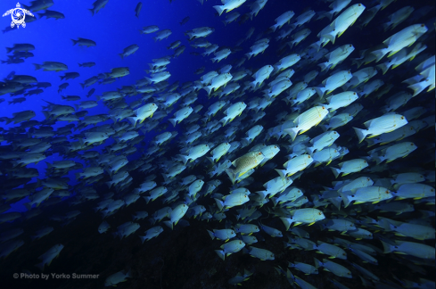 A Symphorichthys spilurus | Blue-lined Sea Bream