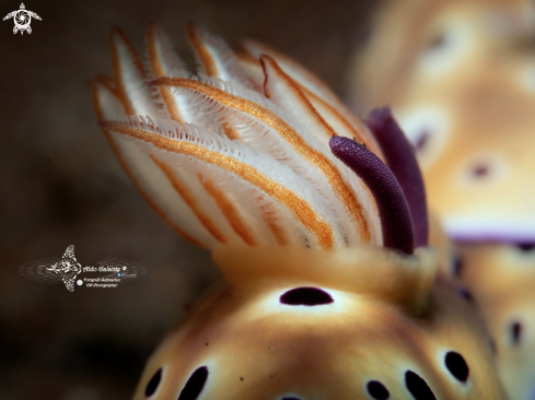 A Hypselodoris tryoni (Garrett, 1873) | Hypselodoris Nudibranch