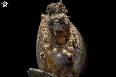 A Amphioctopus marginatus | Coconut octopus