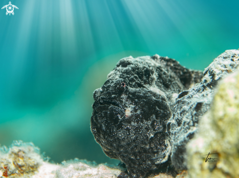 A Antennarius multiocellatus | Frogfish