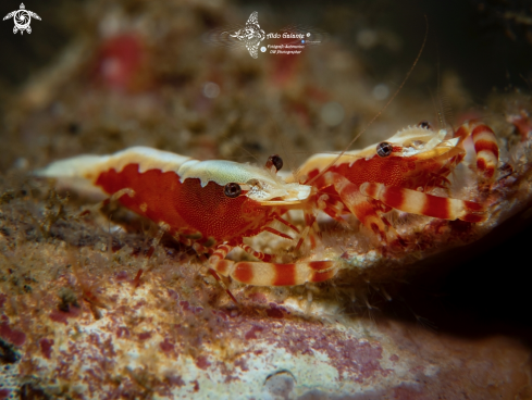 A Hermit Crab Shrimp