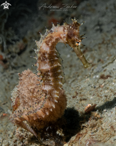 A Thorny seahorse