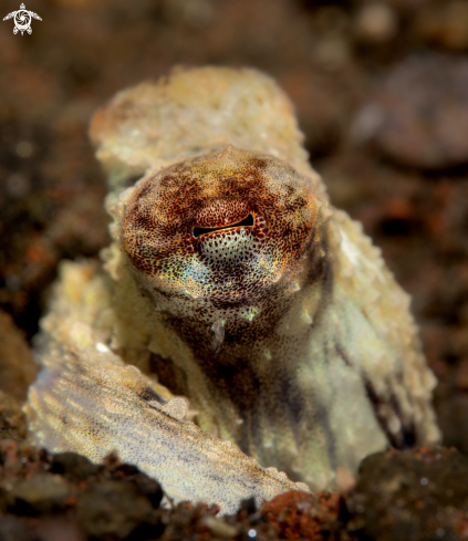 A Amphioctopus marginatus (Taki, 1964) | Coconut Octopus