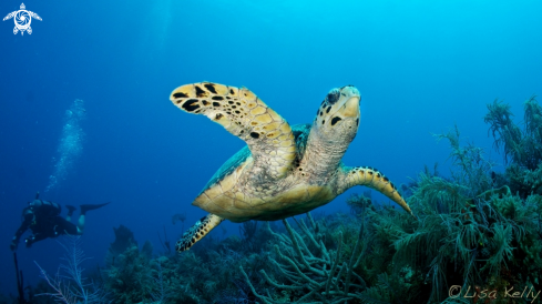 A Hawksbill Turtle