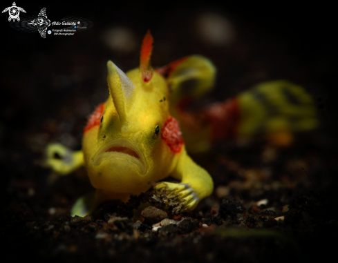 A Antennarius maculatus (Desjardins, 1840) | Warty Frogfish