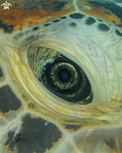 A Green sea turtle
