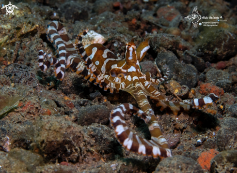 A Wunderpus photogenicus Hochberg, Norman & Finn, 2006 | Wonderpus Octopus