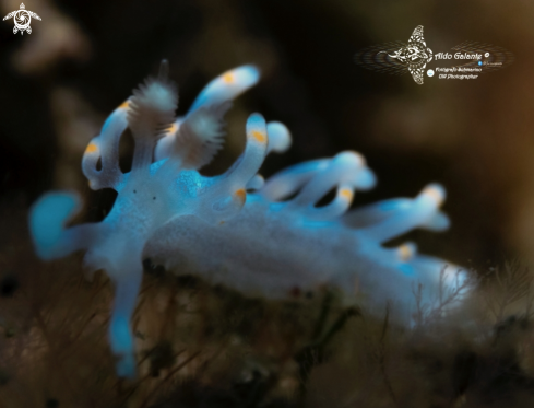 A Samla bicolor (Kelaart, 1858)  |  Aeolid Nudibranch (15 mm/0.59 Inch)