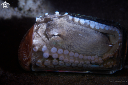 A Amphioctopus marginatus | OCTOPUS