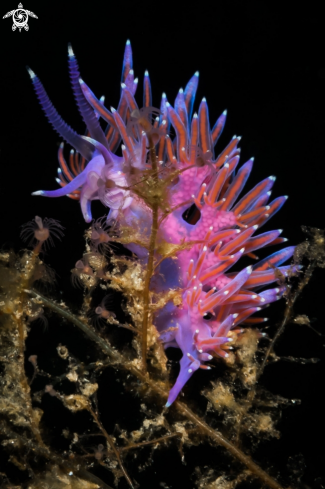 A Flabellina nudibranch