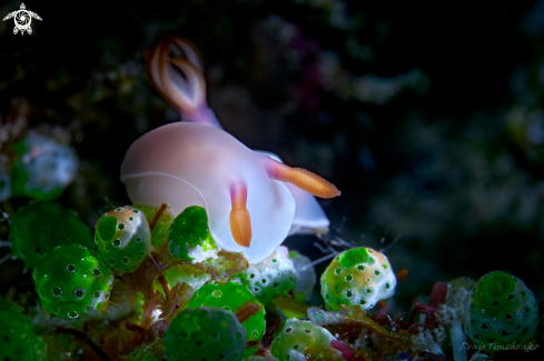 The NUDIBRANCH