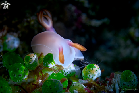 A NUDIBRANCH