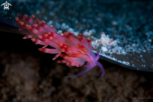 A Coryphellina rubrolineata | NUDIBRANCH