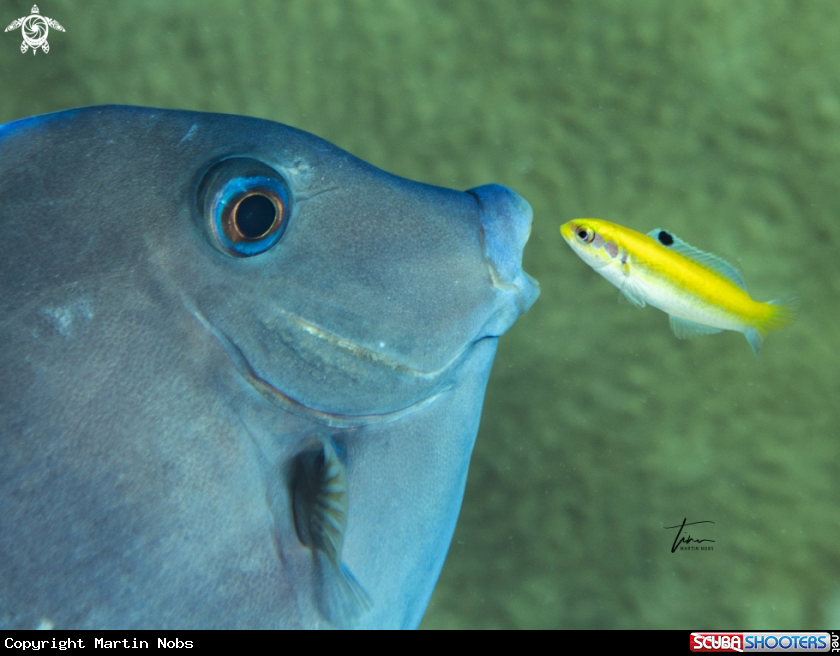 A Blue tang surgeonfish / juv. Blueheaded wrasse