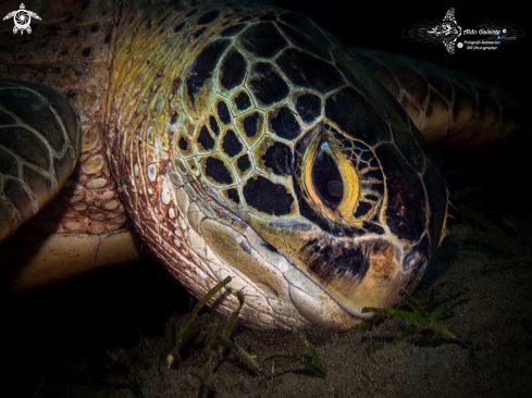 A Chelonia mydas (Linnaeus, 1758) | Green Turtle