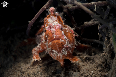 A Antennarius pictus | Painted Frogfish