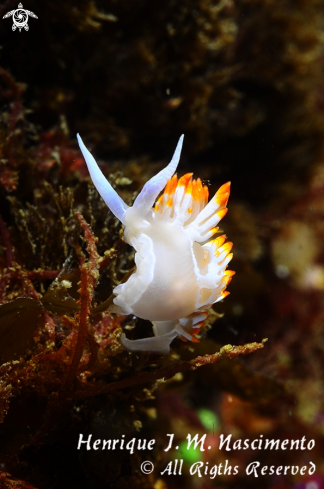 A Nudibranch