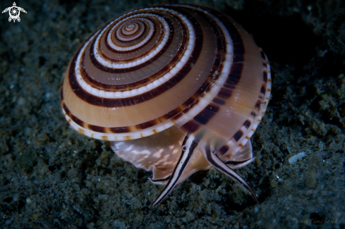 A MOLLUSC