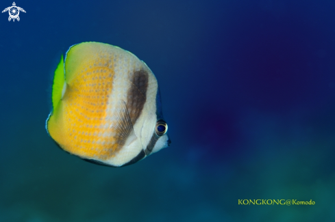 A Blacklip Butterflyfish