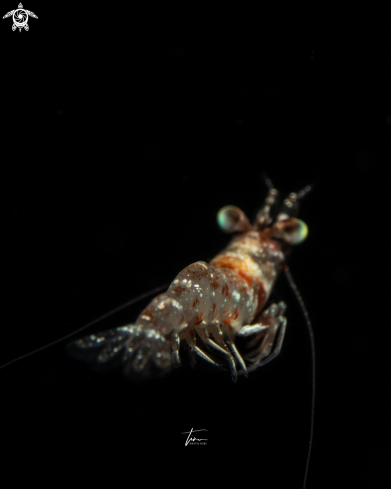 A Velvet shrimp