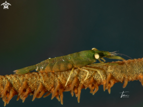 A Wirecoral shrimp