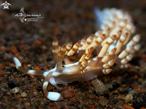 A Aeolid Nudibranch (20-25 mm)