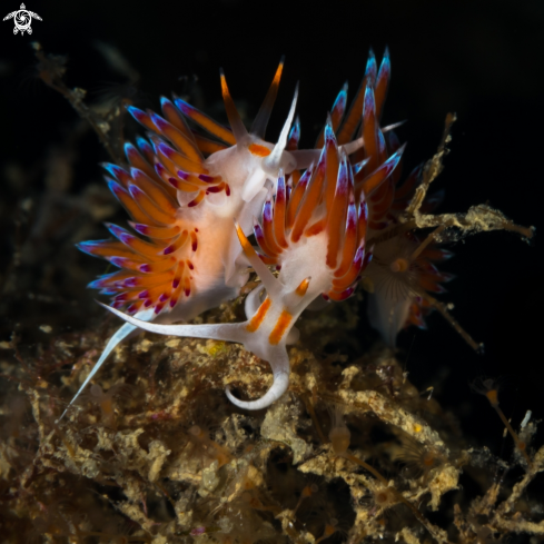 A Cratena peregrina nudibranch | Cratena nudibranch 