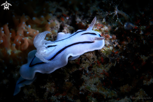 A Chromodoris willani | NUDIBRANCH