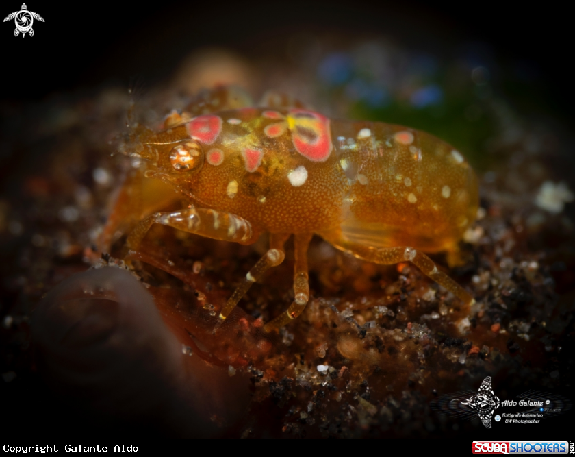 A Ascidian Shrimp - Turnicate Hiding Shrimp