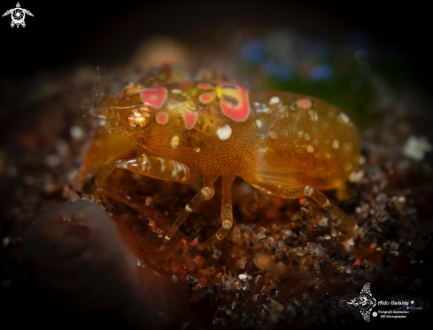 A Odontonia katoi (Kubo, 1940) | Ascidian Shrimp - Turnicate Hiding Shrimp