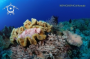 A Papuan Scropionfish