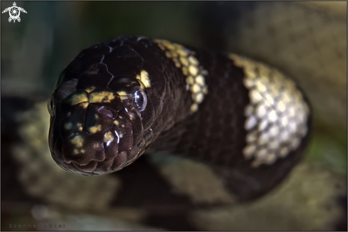 A Hydrophis cyanocinctus  | Annulated sea snake