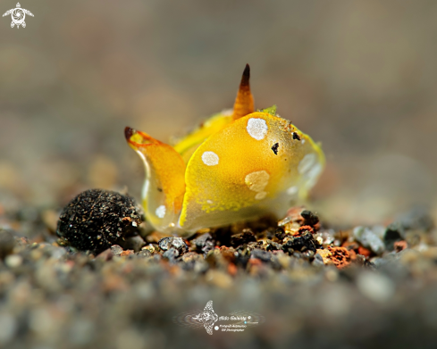 A Siphopteron flavolineatum Ong & Gosliner, 2017 | Siphopteron Lined (4 mm.)