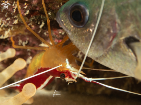 A Scarlet striped cleaner shrimp