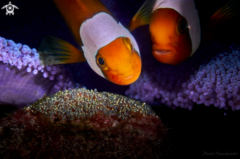 A Amphiprion polymnus | FISH