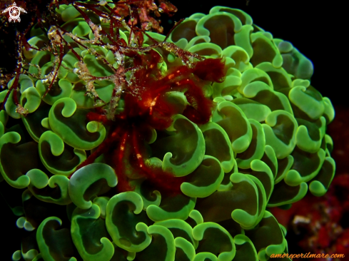 A Orangutan Crab