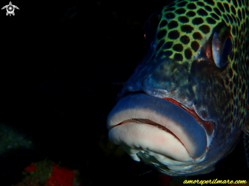 A Plectorhinchus chaetodonoides | Dolci labbra orientale