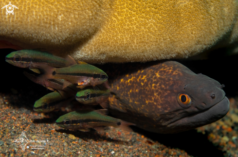 A Leopard Eel / Yellow Margin Moray Eel - Cardinal Fishes